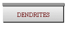DENDRITES