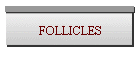 FOLLICLES